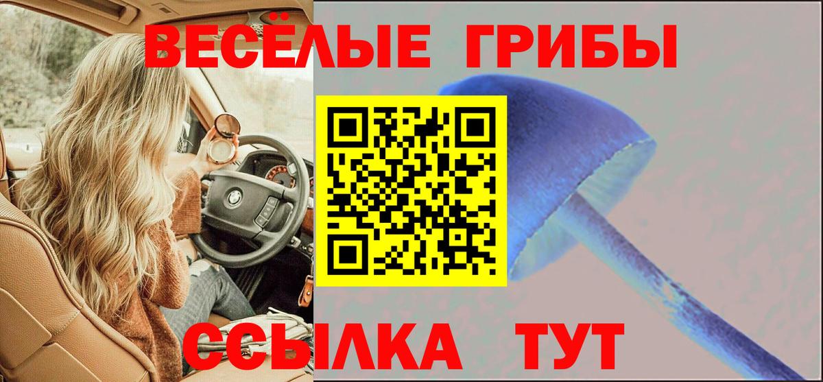 Галлюциногенные грибы Psilocybe Одинцово